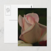 Intensive Pink-Rosenknospe-Blume Postkarte (Vorne/Hinten)