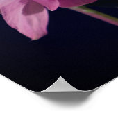 Intensive rosa Kolumbin Blume Nah Poster (Ecke)