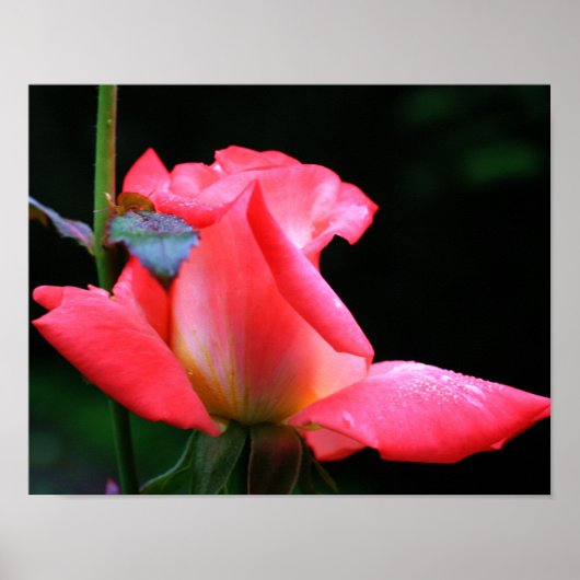 Intensive rosa Rosenknospe und Seile Poster (Vorne)