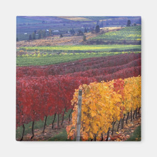 Intensive rote und gelbe Herbstfarben auf Gehring Magnet