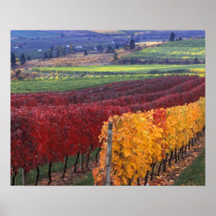 Intensive rote und gelbe Herbstfarben auf Gehring Poster
