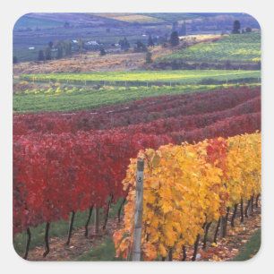 Intensive rote und gelbe Herbstfarben auf Gehring Quadratischer Aufkleber