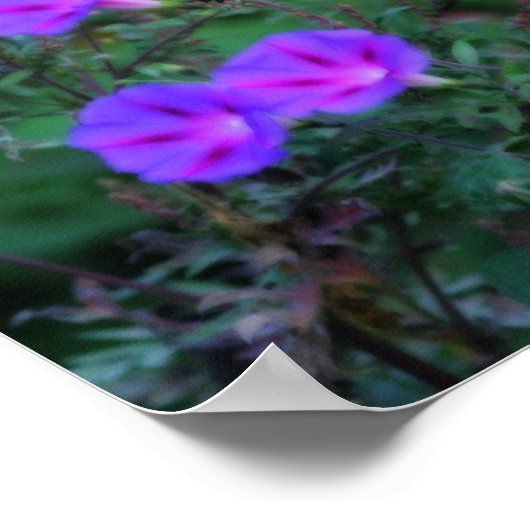 Intensive Wild Morning Glory Blume Poster (Ecke)
