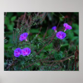Intensive Wild Morning Glory Blume Poster (Vorne)