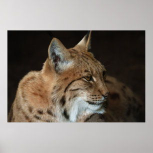 Intensiver Blick: Nahes Aufziehen eines Lynchs Poster