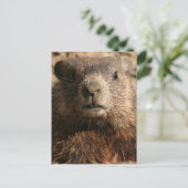 Intensives Groundhog Nah-up Wildlife Postkarte (Stehend Vorderseite)