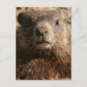 Intensives Groundhog Nah-up Wildlife Postkarte (Vorderseite)