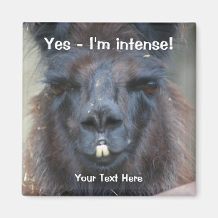 Intensives schwarzes Lama-lustiger Tiermagnet Magnet