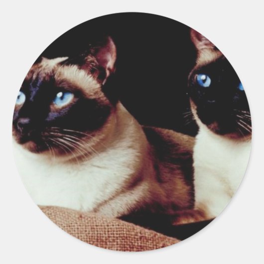 Intensivkatzen Runder Aufkleber (Vorderseite)