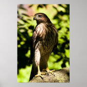 Intensivstarre Poster (Vorne)