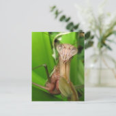 Intent Mantis ~ Postkarte (Stehend Vorderseite)
