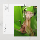 Intent Mantis ~ Postkarte (Vorne/Hinten)