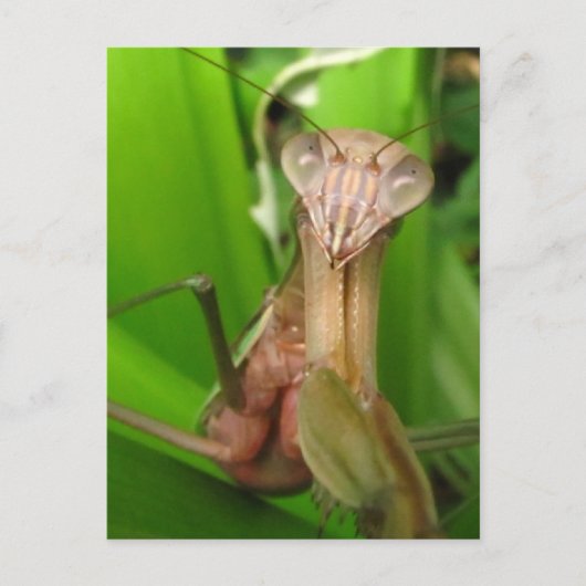 Intent Mantis ~ Postkarte (Vorderseite)
