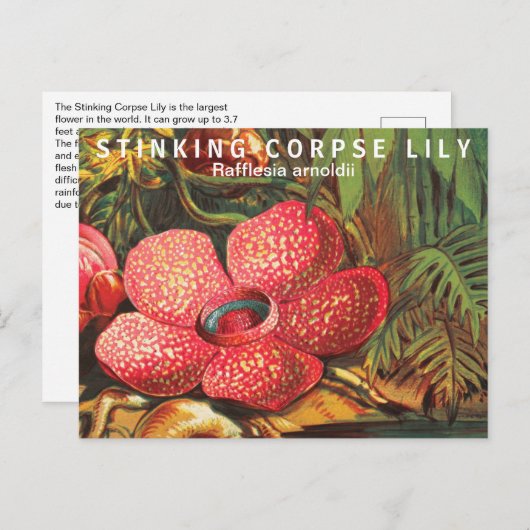 Interessante Fakten Größte Blume Postkarte (Vorne/Hinten)