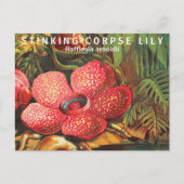 Interessante Fakten Größte Blume Postkarte (Vorderseite)