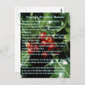 Interessante Fakten über Dezember Postkarte (Vorne/Hinten)