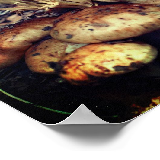 Interessante Wildpilze Poster (Ecke)