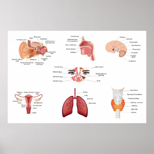 Internal human body organs poster (Vorne)
