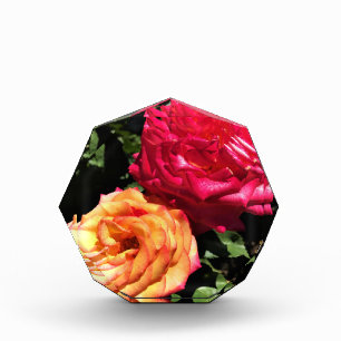 International Rose Test Garden, Portland, Oregon Fotoblock