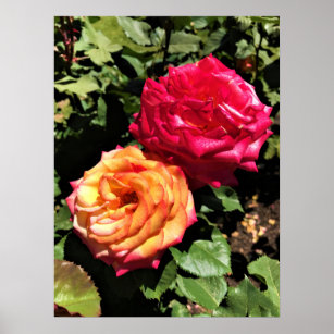 International Rose Test Garden, Portland, Oregon Poster