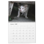 Internationaler Katzen-Kalender Kalender (Jan 2027)