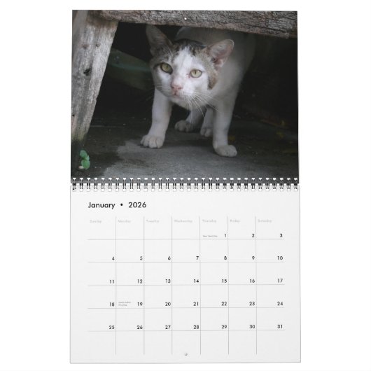 Internationaler Katzen-Kalender Kalender (Jan 2026)