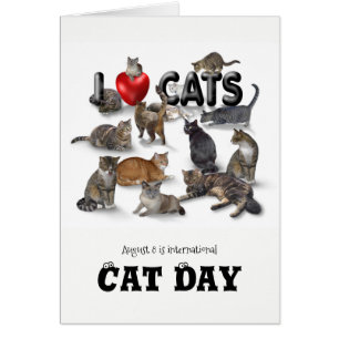 Internationaler Tag der Katze