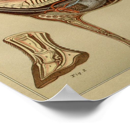 Interne Anatomie der Horse Poster (Ecke)
