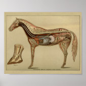 Interne Anatomie der Horse Poster (Vorne)
