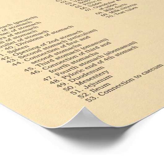 Interne Anatomie der Rinderrinde Poster (Ecke)