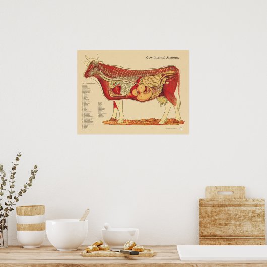 Interne Anatomie der Rinderrinde Poster (Küche)