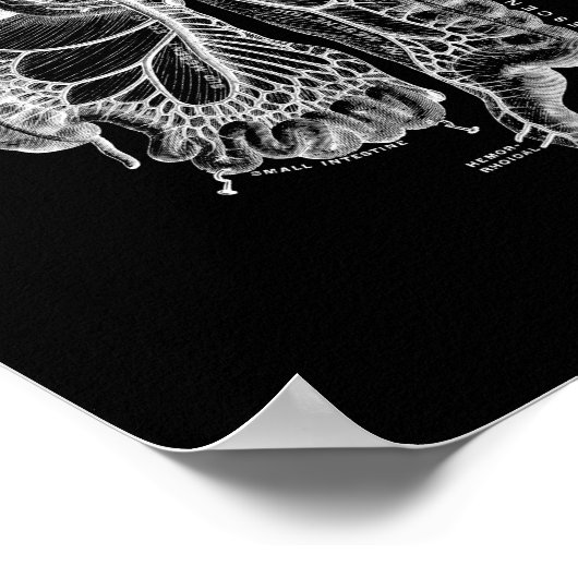 Interne Anatomie des Menschen in Schwarz und Weiß Poster (Ecke)