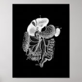Interne Anatomie des Menschen in Schwarz und Weiß Poster (Vorne)