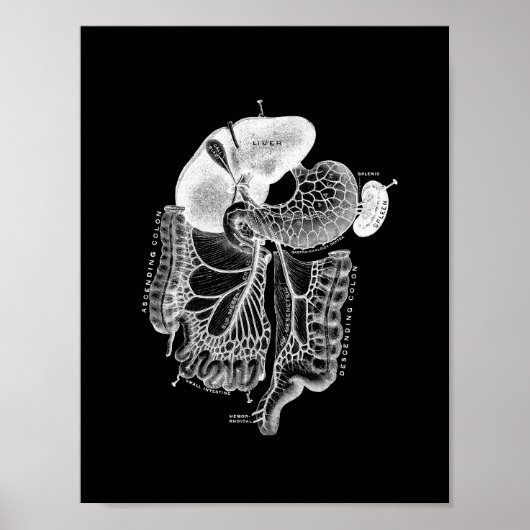 Interne Anatomie des Menschen in Schwarz und Weiß Poster (Vorne)