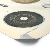 Interne Anatomie des menschlichen Auges Poster (Ecke)