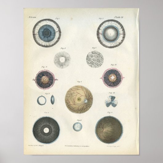 Interne Anatomie des menschlichen Auges Poster (Vorne)