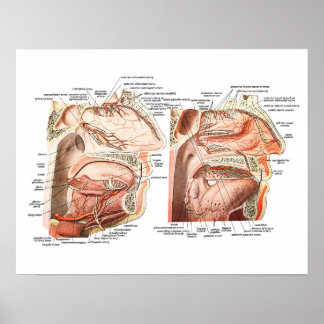 Interne Anatomie des menschlichen Gesichts Poster
