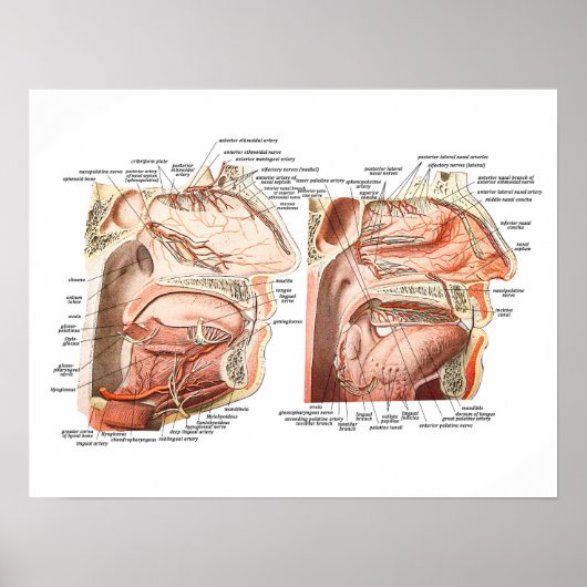 Interne Anatomie des menschlichen Gesichts Poster (Vorne)