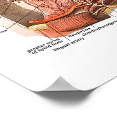 Interne Anatomie des menschlichen Gesichts Poster (Ecke)