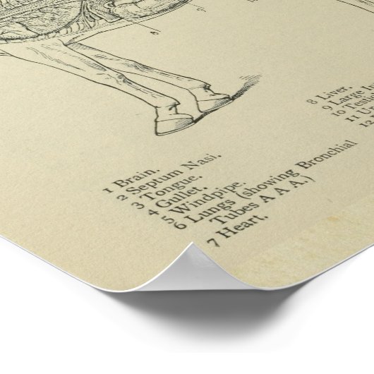 Interne Anatomie Poster (Ecke)