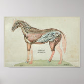 Interne Anatomie von Horse Digestive Machine Poster (Vorne)
