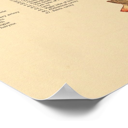 Interne Anatomie von Schweinen Poster (Ecke)