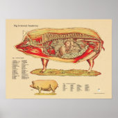 Interne Anatomie von Schweinen Poster (Vorne)