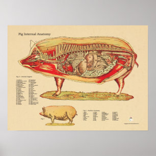 Interne Anatomie von Schweinen Poster