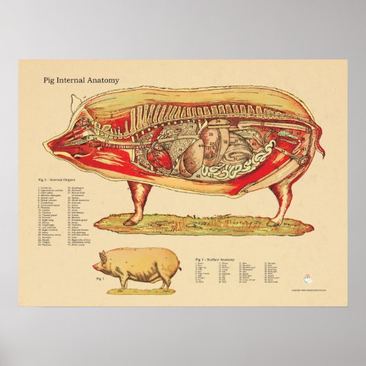 Interne Anatomie von Schweinen Poster (Vorne)