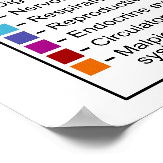 Interne Morphologie des Moth Butterfly Lepidoptera Poster (Ecke)