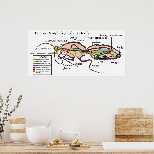 Interne Morphologie des Moth Butterfly Lepidoptera Poster (Küche)