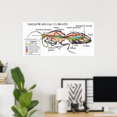 Interne Morphologie des Moth Butterfly Lepidoptera Poster (Heimbüro)