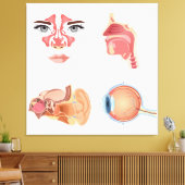 Interne Organe Leinwanddruck (Insitu (Wohnzimmer))