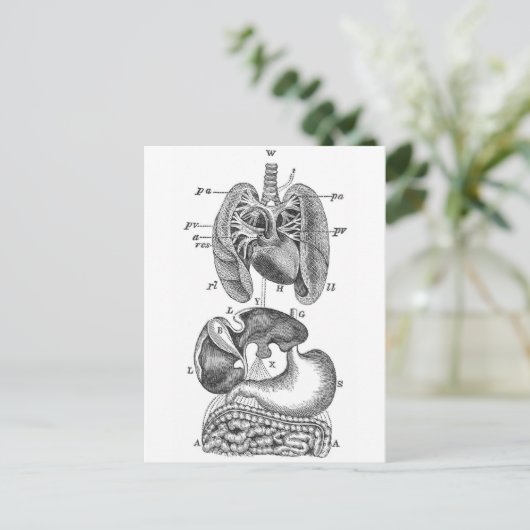 Interne Organe Postkarte (Stehend Vorderseite)